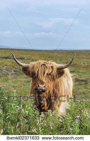 "Scottish Highland Cattle or Kyloe, northern Scotland, Scotland, United Kingdom, Europe" View Large Photo Image Stock Image - "Scottish Highland Cattle or Kyloe, northern Scotland, Scotland, United Kingdom, Europe". Fotosearch