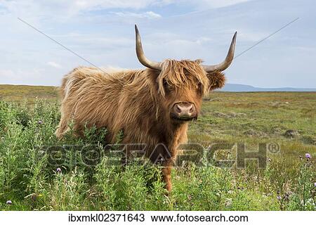 "Scottish Highland Cattle or Kyloe, northern Scotland, Scotland, United Kingdom, Europe" View Large Photo Image Stock Image - "Scottish Highland Cattle or Kyloe, northern Scotland, Scotland, United Kingdom, Europe". Fotosearch