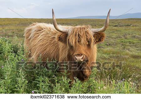 "Scottish Highland Cattle or Kyloe, northern Scotland, Scotland, United Kingdom, Europe" View Large Photo Image Stock Photo - "Scottish Highland Cattle or Kyloe, northern Scotland, Scotland, United Kingdom, Europe". Fotosearch