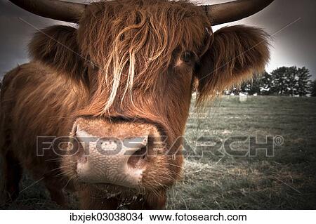 "Scottish Highland Cattle, Rerik, Rerik, Mecklenburg-Western Pomerania, Germany, Europe" View Large Photo Image Picture - "Scottish Highland Cattle, Rerik, Rerik, Mecklenburg-Western Pomerania, Germany, Europe". Fotosearch