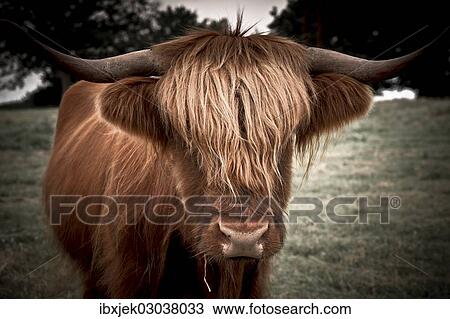 "Scottish Highland Cattle, Rerik, Rerik, Mecklenburg-Western Pomerania, Germany, Europe" View Large Photo Image Stock Image - "Scottish Highland Cattle, Rerik, Rerik, Mecklenburg-Western Pomerania, Germany, Europe". Fotosearch