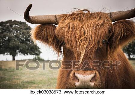 Stock Image - "Scottish Highland Cattle, Rerik, Rerik, Mecklenburg-Western Pomerania, Germany, Europe". Fotosearch