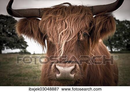 Stock Photo - "Scottish Highland Cattle, Rerik, Rerik, Mecklenburg-Western Pomerania, Germany, Europe". Fotosearch