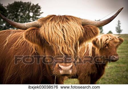 "Scottish Highland Cattle, Rerik, Rerik, Mecklenburg-Western Pomerania, Germany, Europe" View Large Photo Image Stock Photograph - "Scottish Highland Cattle, Rerik, Rerik, Mecklenburg-Western Pomerania, Germany, Europe". Fotosearch