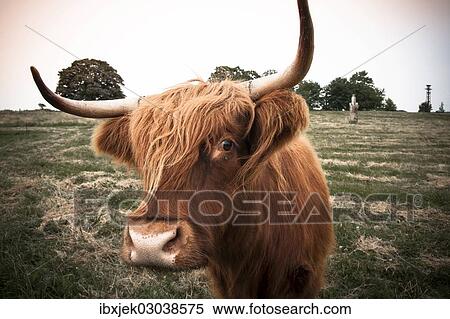 "Scottish Highland Cattle, Rerik, Rerik, Mecklenburg-Western Pomerania, Germany, Europe" View Large Photo Image Stock Photography - "Scottish Highland Cattle, Rerik, Rerik, Mecklenburg-Western Pomerania, Germany, Europe". Fotosearch