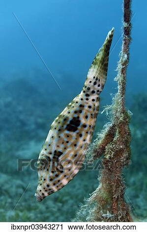 Stock Image - "Scrawled Filefish (Aluterus scriptus) at a rope, Red Sea, Egypt, Africa". Fotosearch