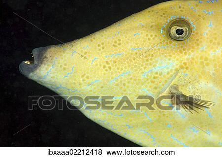 "Scrawled filefish (Osbeckia scripta), Red Sea, Egypt, Africa" View Large Photo Image Stock Photo - "Scrawled filefish (Osbeckia scripta), Red Sea, Egypt, Africa". Fotosearch