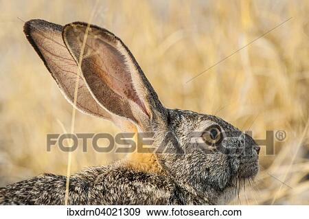 "Scrub hare (Lepus saxatilis), Kasane, Moremi Game Reserve, Botswana, Africa" View Large Photo Image Stock Photo - "Scrub hare (Lepus saxatilis), Kasane, Moremi Game Reserve, Botswana, Africa". Fotosearch