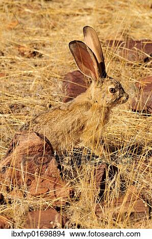 "Scrub Hare (Lepus saxatilis), Mik Mountains, Damaraland, Namibia, Africa" View Large Photo Image Picture - "Scrub Hare (Lepus saxatilis), Mik Mountains, Damaraland, Namibia, Africa". Fotosearch