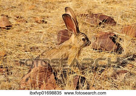 "Scrub Hare (Lepus saxatilis), Mik Mountains, Damaraland, Namibia, Africa" View Large Photo Image Stock Photography - "Scrub Hare (Lepus saxatilis), Mik Mountains, Damaraland, Namibia, Africa". Fotosearch