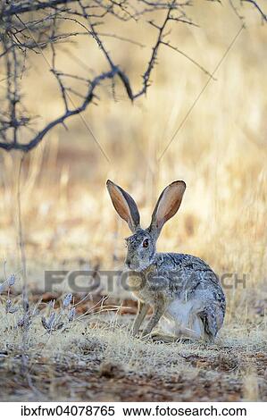 "Scrub Hare (Lepus saxatilis), sitting, listening with ears erect, Samburu National Reserve, Kenya, Africa" View Large Photo Image Stock Photography - "Scrub Hare (Lepus saxatilis), sitting, listening with ears erect, Samburu National Reserve, Kenya, Africa". Fotosearch