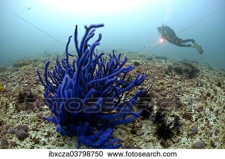 "Scuba diver and Soft Coral (Alcyonacea), Gulf of Oman, Oman, Asia" View Large Photo Image Stock Image - "Scuba diver and Soft Coral (Alcyonacea), Gulf of Oman, Oman, Asia". Fotosearch