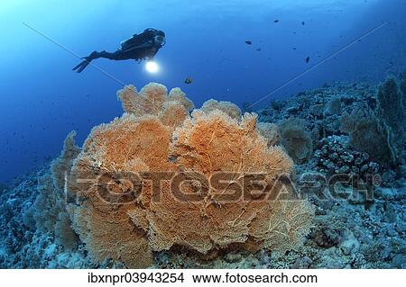 "Scuba diver holding a lamp looking at Giant Sea Fan (Annella mollis), dive site Shaab Sharm, eastern plateau, Red Sea, Egypt, Africa" View Large Photo Image Picture - "Scuba diver holding a lamp looking at Giant Sea Fan (Annella mollis), dive site Shaab Sharm, eastern plateau, Red Sea, Egypt, Africa". Fotosearch
