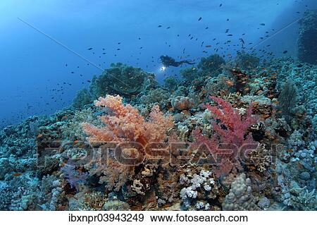 "Scuba diver swimming above the corals of the densely overgrown eastern plateau of dive site Shaab Sharm, Klunzinger's Soft Corals (Dendronephthya klunzingeri) and a swarm of Anthias (Anthiinae), Shaab Sharm, Red Sea, Egypt, Africa" View Large Photo Image Stock Photo - "Scuba diver swimming above the corals of the densely overgrown eastern plateau of dive site Shaab Sharm, Klunzinger's Soft Corals (Dendronephthya klunzingeri) and a swarm of Anthias (Anthiinae), Shaab Sharm, Red Sea, Egypt, Africa". Fotosearch