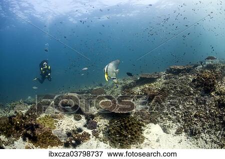 Stock Photo - "Scuba diver swimming over a reef, Gulf of Oman, Oman, Asia". Fotosearch
