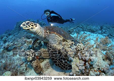 "Scuba diver watching a Loggerhead Sea Turtle (Caretta caretta) at the dive site of Shaab Sharm, eastern plateau, Red Sea, Egypt, Africa" View Large Photo Image Stock Photo - "Scuba diver watching a Loggerhead Sea Turtle (Caretta caretta) at the dive site of Shaab Sharm, eastern plateau, Red Sea, Egypt, Africa". Fotosearch