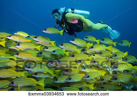 "Scuba diver watching a school of Bluestripe Snappers (Lutjanus kasmira), Palau, Oceania" View Large Photo Image Stock Image - "Scuba diver watching a school of Bluestripe Snappers (Lutjanus kasmira), Palau, Oceania". Fotosearch