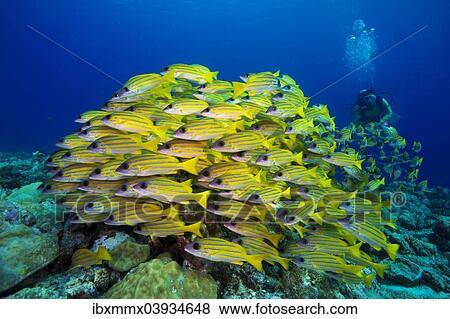 "Scuba diver watching a school of Bluestripe Snappers (Lutjanus kasmira), Palau, Oceania" View Large Photo Image Stock Photo - "Scuba diver watching a school of Bluestripe Snappers (Lutjanus kasmira), Palau, Oceania". Fotosearch