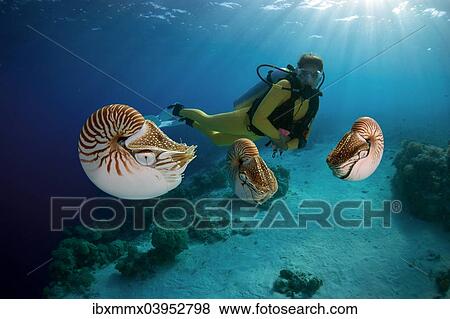 "Scuba diver watching Palau Nautiluses (Nautilus belauensis), Palau, Oceania" View Large Photo Image Stock Photo - "Scuba diver watching Palau Nautiluses (Nautilus belauensis), Palau, Oceania". Fotosearch