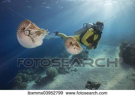 "Scuba diver watching Palau Nautiluses (Nautilus belauensis), Palau, Oceania" View Large Photo Image Stock Photo - "Scuba diver watching Palau Nautiluses (Nautilus belauensis), Palau, Oceania". Fotosearch