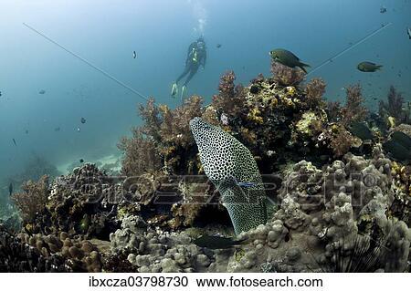 "Scuba diver with a Laced Moray (Gymnothorax favagineus), Gulf of Oman, Oman, Asia" View Large Photo Image Stock Image - "Scuba diver with a Laced Moray (Gymnothorax favagineus), Gulf of Oman, Oman, Asia". Fotosearch