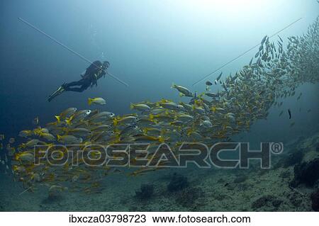 Stock Image - "Scuba diver with a school of Yellowtail Snapper (Ocyurus chrysurus), Gulf of Oman, Oman, Asia". Fotosearch