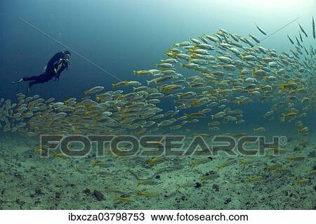 "Scuba diver with a school of Yellowtail Snapper (Ocyurus chrysurus), Gulf of Oman, Oman, Asia" View Large Photo Image Stock Image - "Scuba diver with a school of Yellowtail Snapper (Ocyurus chrysurus), Gulf of Oman, Oman, Asia". Fotosearch