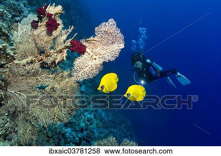 "Scuba diver with Bluecheek Butterflyfish (Chaetodon semilarvatus), Red Sea, Egypt, Africa" View Large Photo Image Stock Photo - "Scuba diver with Bluecheek Butterflyfish (Chaetodon semilarvatus), Red Sea, Egypt, Africa". Fotosearch