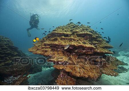 Stock Photo - "Scuba diver with coral, near Fahal, Oman, Asia". Fotosearch