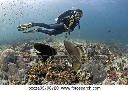 Stock Image - "Scuba diver with Teira Batfish or Longfin Batfish (Platax teira), Gulf of Oman, Oman, Asia". Fotosearch