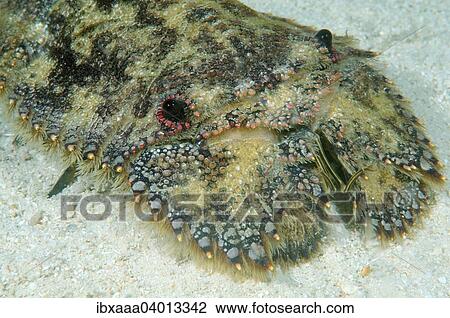 "Sculptured mitten lobster (Parribacus antarcticus), Bohol Sea, Philippines, Asia" View Large Photo Image Stock Image - "Sculptured mitten lobster (Parribacus antarcticus), Bohol Sea, Philippines, Asia". Fotosearch