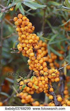 "Sea buckthorn (Hippophae rhamnoides) with ripe berries, Mecklenburg-Western Pomerania, Germany, Europe" View Large Photo Image Stock Photo - "Sea buckthorn (Hippophae rhamnoides) with ripe berries, Mecklenburg-Western Pomerania, Germany, Europe". Fotosearch