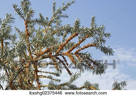 "Sea-buckthorn (Hippophae rhamnoides), Boltenhagen, Mecklenburg-Western Pomerania, Germany, Europe" View Large Photo Image Stock Photograph - "Sea-buckthorn (Hippophae rhamnoides), Boltenhagen, Mecklenburg-Western Pomerania, Germany, Europe". Fotosearch
