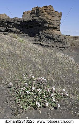 "Sea campion (Silene uniflora Roth) and sandstone rock formations, Joekulsargljufur National Park, Iceland, Europe" View Large Photo Image Stock Photography - "Sea campion (Silene uniflora Roth) and sandstone rock formations, Joekulsargljufur National Park, Iceland, Europe". Fotosearch
