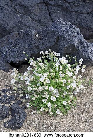 "Sea Campion (Silene uniflora Roth), Buoir or Faskruosfjoerour, Snaefellsnes, Snaefellsness, Iceland, Europe" View Large Photo Image Stock Photo - "Sea Campion (Silene uniflora Roth), Buoir or Faskruosfjoerour, Snaefellsnes, Snaefellsness, Iceland, Europe". Fotosearch