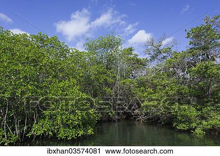 Stock Image - "Sea channel overgrown with mangroves, Isabela Island, Galapagos Islands, Ecuador, South America". Fotosearch