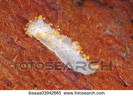"Sea Clown Triopha (Triopha catalinae), Sea of Japan, Primorsky Krai, Russia, Europe" View Large Photo Image Stock Photography - "Sea Clown Triopha (Triopha catalinae), Sea of Japan, Primorsky Krai, Russia, Europe". Fotosearch