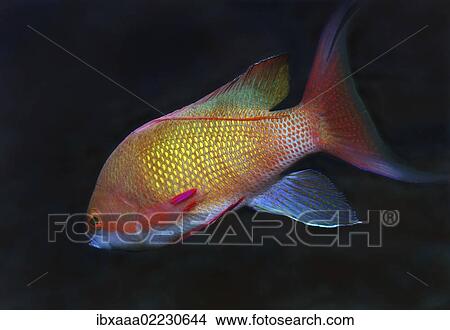 "Sea goldie, Jevel fairy basslet (Pseudanthias squamipinnis), Red Sea, Egypt, Africa" View Large Photo Image Picture - "Sea goldie, Jevel fairy basslet (Pseudanthias squamipinnis), Red Sea, Egypt, Africa". Fotosearch