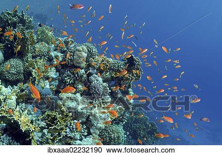 "Sea goldie, Jevel fairy basslet (Pseudanthias squamipinnis), swarm, Red Sea, Egypt, Africa" View Large Photo Image Stock Image - "Sea goldie, Jevel fairy basslet (Pseudanthias squamipinnis), swarm, Red Sea, Egypt, Africa". Fotosearch