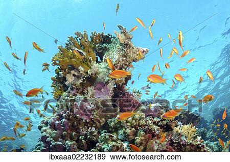 "Sea goldie, Jevel fairy basslet (Pseudanthias squamipinnis), swarm, Red Sea, Egypt, Africa" View Large Photo Image Stock Photo - "Sea goldie, Jevel fairy basslet (Pseudanthias squamipinnis), swarm, Red Sea, Egypt, Africa". Fotosearch