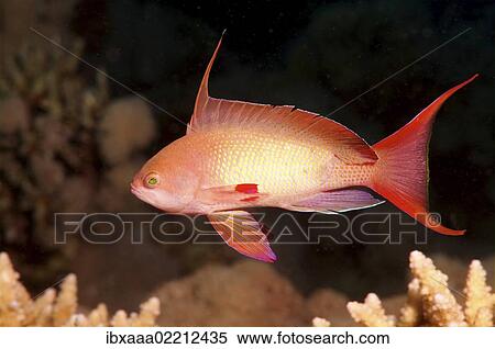 Stock Photography - "Sea goldie, Jevel fairy basslet (Pseudanthias squamipinnis), Red Sea, Egypt, Africa". Fotosearch