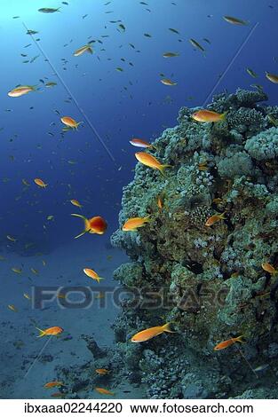 "Sea goldies, Jevel fairy basslets ( Pseudanthias squamipinnis), Red Sea, Egypt, Africa" View Large Photo Image Stock Image - "Sea goldies, Jevel fairy basslets ( Pseudanthias squamipinnis), Red Sea, Egypt, Africa". Fotosearch