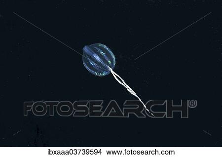 "Sea Gooseberry (Pleurobrachia pileus), Black Sea, Crimea, Ukraine, Europe" View Large Photo Image Picture - "Sea Gooseberry (Pleurobrachia pileus), Black Sea, Crimea, Ukraine, Europe". Fotosearch