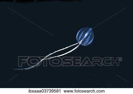 Stock Image - "Sea Gooseberry (Pleurobrachia pileus), Black Sea, Crimea, Ukraine, Europe". Fotosearch