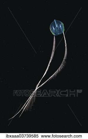 Stock Photography - "Sea Gooseberry (Pleurobrachia pileus), jellyfish, Black Sea, Crimea, Ukraine, Europe". Fotosearch