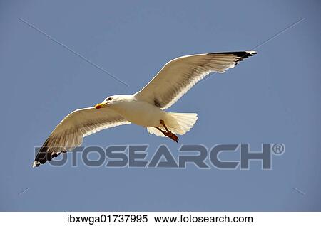 "Sea gull (Laridae) in flight, Essaouira, Morocco, Africa" View Large Photo Image Stock Photography - "Sea gull (Laridae) in flight, Essaouira, Morocco, Africa". Fotosearch