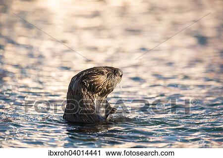 "Sea Otter (Enhydra lutris) in the evening light, Seward, Alaska, United States, North America" View Large Photo Image Stock Image - "Sea Otter (Enhydra lutris) in the evening light, Seward, Alaska, United States, North America". Fotosearch