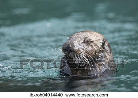 "Sea Otter (Enhydra lutris), Kenai Peninsula, Alaska, United States, North America" View Large Photo Image Stock Image - "Sea Otter (Enhydra lutris), Kenai Peninsula, Alaska, United States, North America". Fotosearch