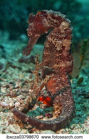 "Sea Pony (Hippocampus fuscus), Gulf of Oman, Oman, Asia" View Large Photo Image Stock Image - "Sea Pony (Hippocampus fuscus), Gulf of Oman, Oman, Asia". Fotosearch