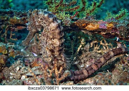 "Sea Pony (Hippocampus fuscus), Gulf of Oman, Oman, Asia" View Large Photo Image Stock Image - "Sea Pony (Hippocampus fuscus), Gulf of Oman, Oman, Asia". Fotosearch